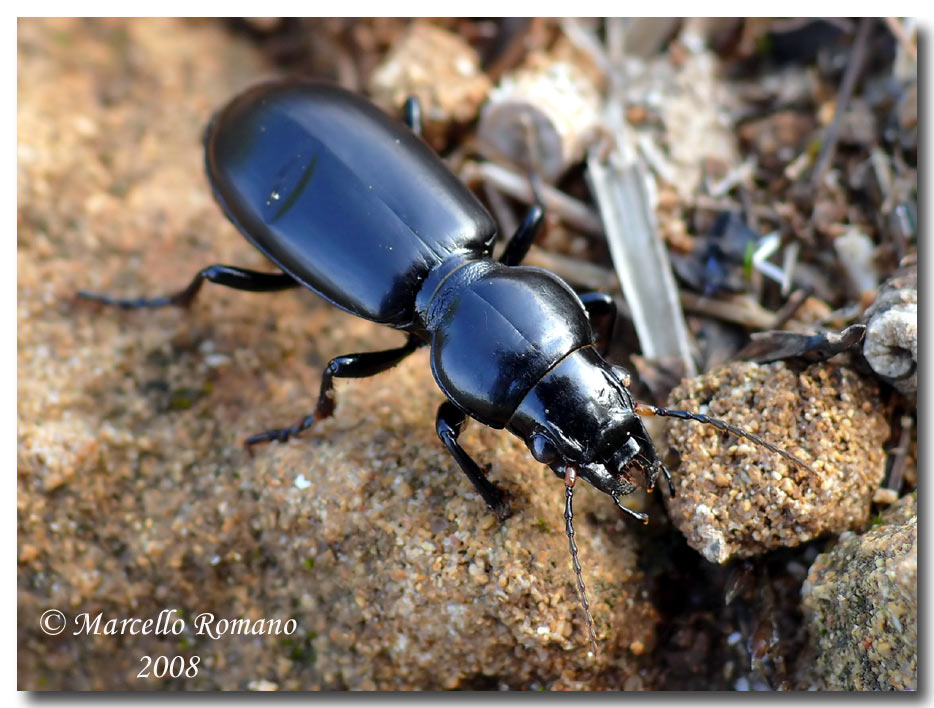 Un bel Carabide siculo-maghrebino: Broscus politus